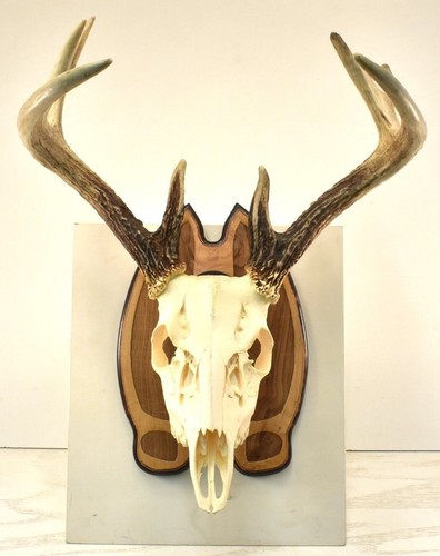 Deer track skull - deer, mounting