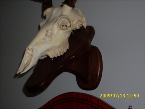 European deer plaque skull - deer, /