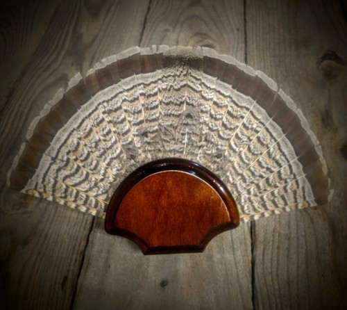 Black walnut grouse fan - black,